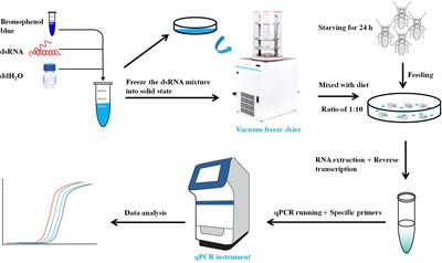 Characterization of Esterase Genes Involving Malathion Detoxification and Establishment of an RNA Interference Method in Liposcelis bostrychophila